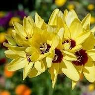 Yellow Diascia Flower Seeds for Planting – Heirloom, Non-GMO, High Germination