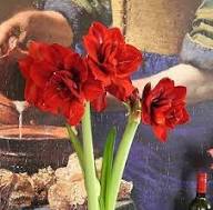Red Amaryllis Hippeastrum Flower Seeds for Planting Heirloom Non-GMO High Germination Organic Garden Seeds