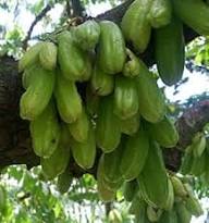 Green Averrhoa Bilimbi Seeds Heirloom Non-GMO High Germination Organic Garden Seeds for Planting