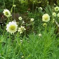 Yellow Scabious Flower Seeds Heirloom Non-GMO High Germination Organic Garden Seeds for Planting