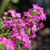 Pink Alyssum Flower Seeds for Planting – Heirloom, Non-GMO, High Germination Organic Garden Seeds