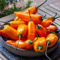 Chilli Seeds – Heirloom Non-GMO High Germination Organic Garden Seeds