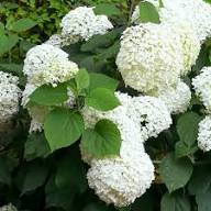 Hydrangea Flower Seeds White Heirloom Non-GMO High Germination Organic Garden Seeds for Planting