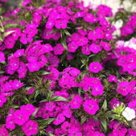 Semillas de flores de osmanto morado - Variedad tradicional, sin OGM, semillas de jardín orgánicas de alta germinación para sembrar