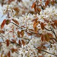 Amelanchier White Flower Seeds Heirloom Non-GMO High Germination Organic Garden Seeds
