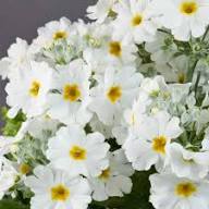 White Primula Malacoides Flower Seeds Heirloom Non-GMO High Germination Organic Garden Seeds for Planting