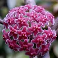 Pink Hoya Kerrii Flower Seeds – Seeds for Planting, Heirloom, Non-GMO, High Germination Organic Garden Seeds