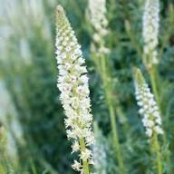White Mignonette Flower Seeds Heirloom Non-GMO High Germination Organic Garden Seeds