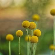 Yellow Billy Buttons Flower Seeds for Planting – Heirloom, Non-GMO, High Germination Organic Garden Seeds