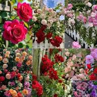 Mix Climbing Rose Flower Seeds for Planting – Heirloom Non-GMO High Germination Organic Garden Seeds