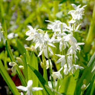 White Scilla Siberica Flower Seeds Heirloom Non-GMO High Germination Organic Garden Seeds for Planting