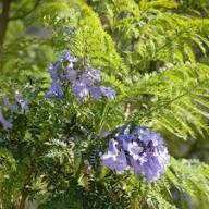 Purple Jacaranda Flower Seeds Heirloom Non-GMO High Germination Organic Garden Seeds for Planting