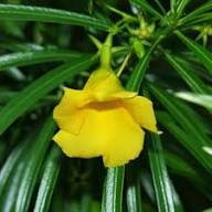 Yellow Coronilla Coronata Flower Seeds – Heirloom, Non-GMO, High Germination Organic Garden Seeds