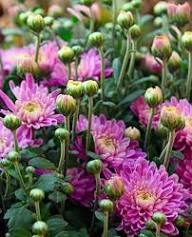 Purple Chrysanthemum Flower Seeds for Planting – Heirloom Non-GMO High Germination Seeds Seeds for Planting Organic Garden Seeds