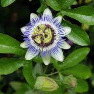 Purple White Passion Flower Seeds Heirloom Non-GMO High Germination Organic Garden Seeds for Planting