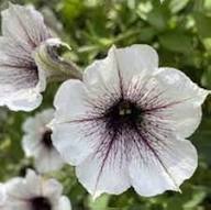 White Black Petunia Flower Seeds for Planting Heirloom Non-GMO High Germination Organic Garden Seeds