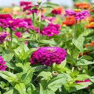 Zinnia Flower Seeds Purple – Heirloom Non-GMO High Germination Organic Garden Seeds