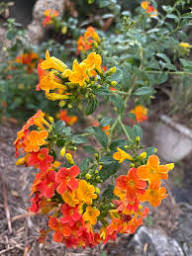 Streptosolen Jamesonii Flower Seeds – Heirloom, Non-GMO, High Germination Organic Garden Seeds