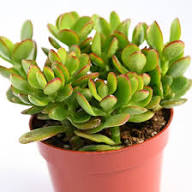 Orange Green Crassula Ovata Plant Seeds for Planting – Heirloom Non-GMO High Germination Organic Garden Seeds