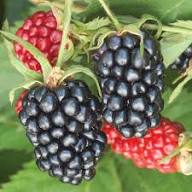 Black Blackberry Seeds Heirloom Non-GMO High Germination Organic Garden Seeds for Planting