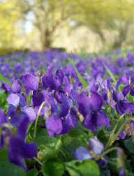 Viola Riviniana Violet Flower Seeds for Planting – Heirloom Non-GMO High Germination Organic Garden Seeds