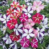 Petunia Flower Seeds Marron White for Planting Heirloom Non-GMO High Germination Organic Garden Seeds