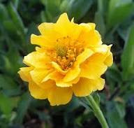 Yellow Stratheden Flower Seeds Heirloom Non-GMO High Germination Organic Garden Seeds
