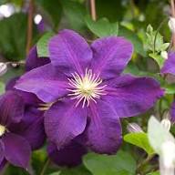 Violet Clematis Flower Seeds for Planting Heirloom Non-GMO High Germination Organic Garden Seeds