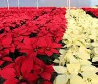 Poinsettia Flower Seeds Heirloom Non-GMO High Germination Organic Garden Seeds for Planting