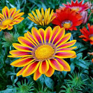 Yellow Red Gazania Flower Seeds – Heirloom Non-GMO High Germination Organic Garden Seeds