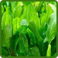 Sorrel Seeds for Planting – Heirloom, Non-GMO, High Germination Organic Garden Seeds