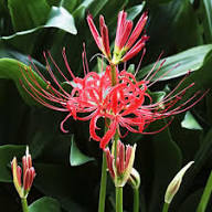 Red Radiata Flower Seeds Heirloom Non-GMO High Germination Organic Garden Seeds for Planting