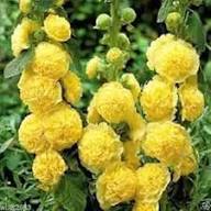 Yellow Double Petal Hollyhock Flower Seeds – Heirloom Non-GMO High Germination Organic Seeds