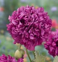 Purple Paeony Flower Seeds Heirloom Non-GMO High Germination Organic Garden Seeds for Planting