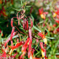 Red Yellow Lobelia Laxiflora Flower Seeds for Planting – Heirloom Non-GMO High Germination Organic Garden Seeds