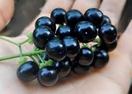 Black Muscadine Seeds Heirloom Non-GMO High Germination Organic Garden Seeds for Planting