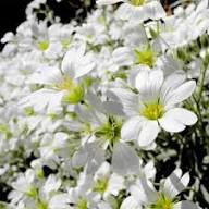 White Cerastium Flower Seeds Heirloom Non-GMO High Germination Organic Garden Seeds for Planting