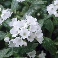 White Pulmonaria Flower Seeds Heirloom Non-GMO High Germination Organic Garden Seeds