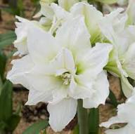 Amaryllis White Flower Seeds Heirloom Non-GMO High Germination Organic Garden Seeds