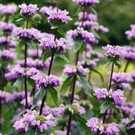 Purple Phlomis Flower Seeds Heirloom Non-GMO High Germination Organic Garden Seeds for Planting