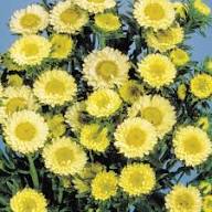 Yellow Aster Flower Seeds for Planting – Heirloom, Non-GMO, High Germination Organic Garden Seeds