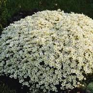 White Saxifraga Flower Seeds – Heirloom, Non-GMO, High Germination Organic Garden Seeds for Planting