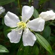 White Pincushion Flower Seeds – Heirloom Non-GMO High Germination Organic Garden Seeds