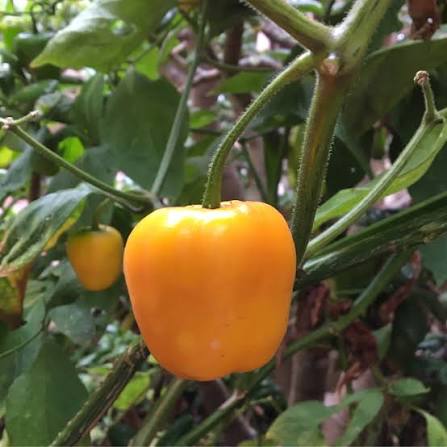 Rocoto Amarillo – Semillas Orgánicas de Jardín de Alta Germinación, Cimarrón, Sin OGM, Para Siembra
