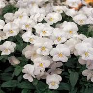Viola Riviniana Flower Seeds – Heirloom, Non-GMO, High Germination Organic Garden Seeds for Planting