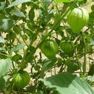 Green Tomatillo Seeds for Planting – Heirloom Non-GMO High Germination Organic Garden Seeds