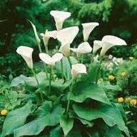White Aethiopica Flower Seeds Heirloom Non-GMO High Germination Organic Garden Seeds