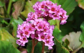 Pink Bergenia Cordifolia Flower Seeds Heirloom Non-GMO High Germination Organic Garden Seeds