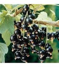 Blackcurrant Fruit Seeds for Planting – Heirloom Non-GMO High Germination Organic Garden Seeds for Vitamin C Rich Berries Home Garden