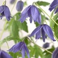 Purple Macropetala Flower Seeds – Heirloom, Non-GMO, High Germination Organic Garden Seeds for Planting Seeds for Planting